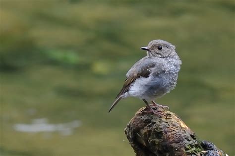 夢見幼鳥